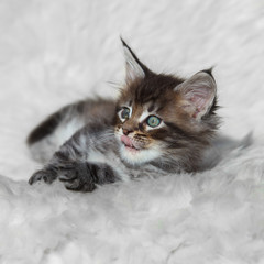 Small gray maine coon kitten on white background