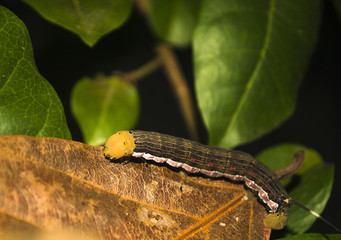 Closeup of a horned caterpillar