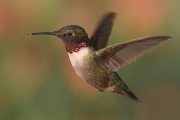 Plakat Ruby-throated Hummingbird