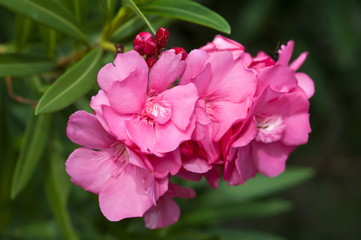 Oleander rose bay flower with leave Nerium oleander L.