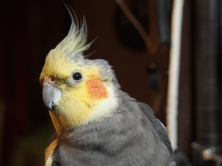 Cockatiel
オカメインコ