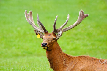 red deer stag in velvet