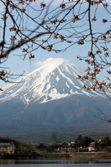 Mount Fuji and sakura not blossom.