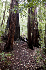 California Redwoods