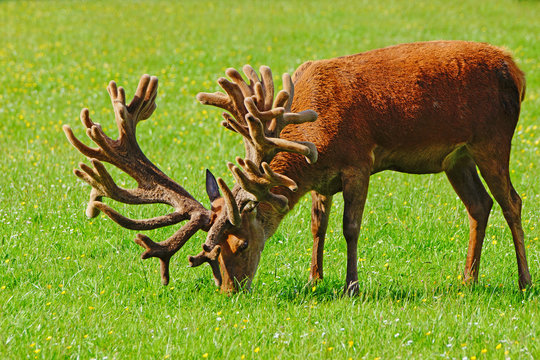 red deer stag in velvet