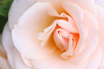 Floribunda Rose - Pretty Lady