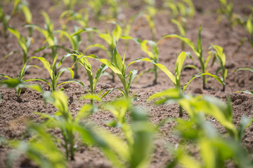 Corn field