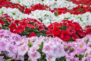 Mixed petunia flowers