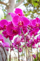 Pink orchids in the garden