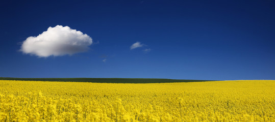 Rapsfeld Sommer Panorama
