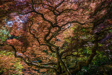 Japanese Maple Abstract