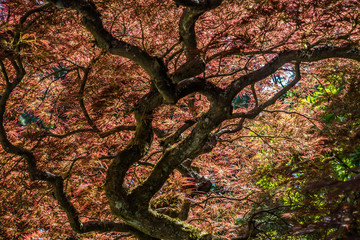 Japanese Maple Abstract 2