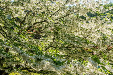 White Flower Profustion