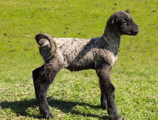 Side view of Shropshire lamb in meadow