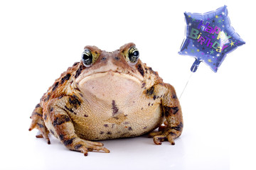 Birthday Toad