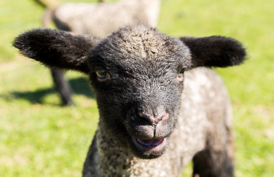 Portrait of Shropshire lamb in meadow