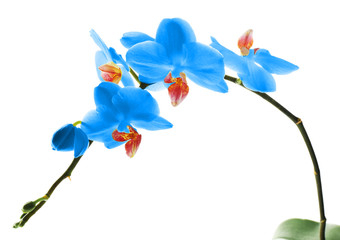 Beautiful blue orchid, isolated on white