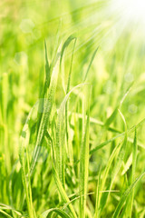 Green grass with dew on bright background