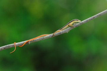 Lizard on a branch