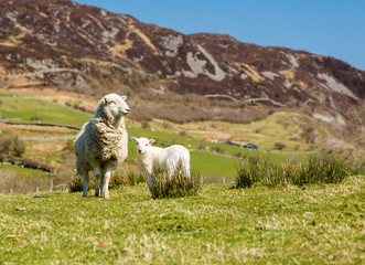 Sheep and lambs in welsh mountain farm