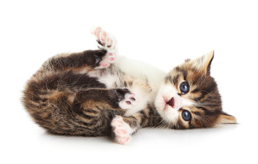 Fototapeta premium Cute little kitten, isolated on white