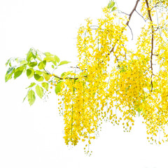 Cassia fistula flower with white background