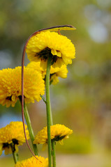 Lizard on a flower
