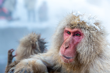 Obraz premium Snow monkey Macaque Onsen