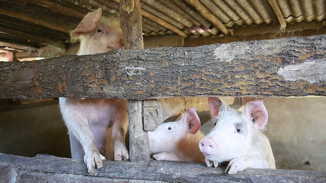 hungry pigs in barn waiting to be fed