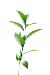 Fototapeta na wymiar Branch with fresh green leaves, isolated on white
