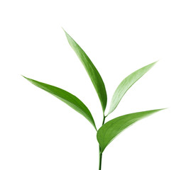 Branch with fresh green leaves, isolated on white