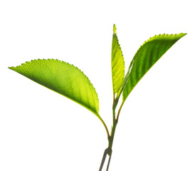 Branch with fresh green leaves, isolated on white