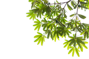 Leaves isolated on white background.
