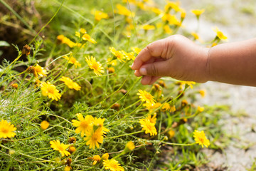 A female child is picking yellow flowers in a meadow during summ