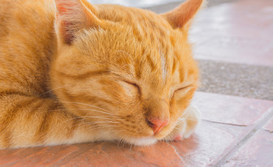 Pretty cat sleep in outside the house image