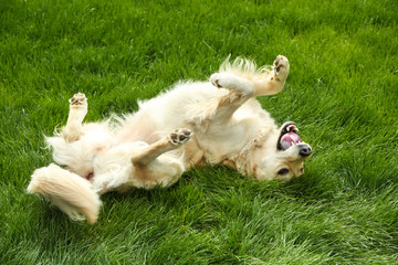 Adorable Labrador lying on green grass, outdoors