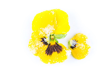 Candied sugared violet flower, isolated on white