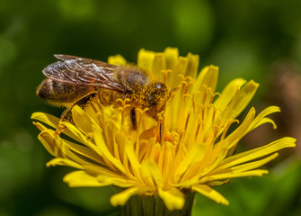 Bee on the yellow dandelion.