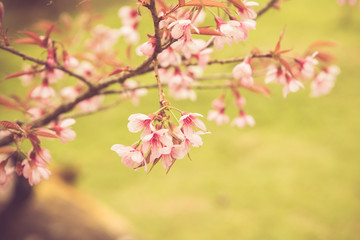 Wild Himalayan Cherry spring blossom