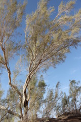Fototapeta na wymiar arbre du désert