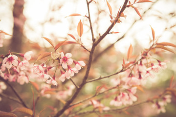 Wild Himalayan Cherry spring blossom