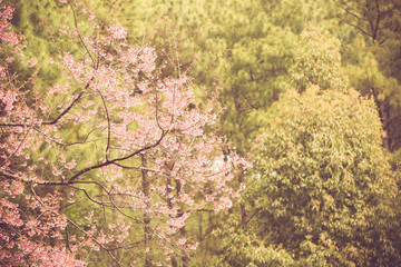 Wild Himalayan Cherry spring blossom