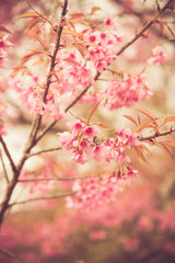 Wild Himalayan Cherry spring blossom