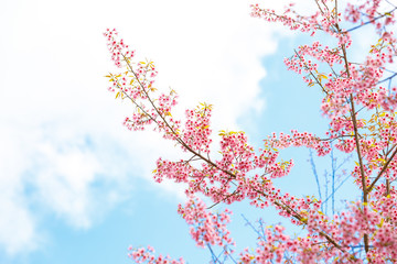 Wild Himalayan Cherry spring blossom
