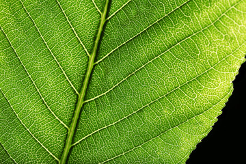 Tree green leaf close up