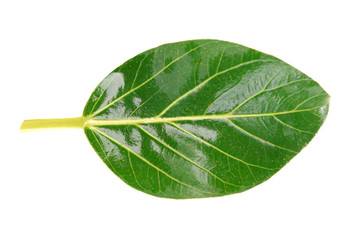 Obraz premium Green leaf isolated on white