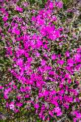 Pink moss