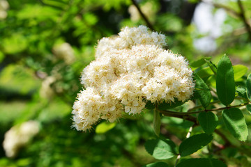 Flowering branch of rowan tree, closeup