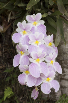 Josefina Flor