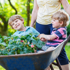 Two little boys having fun in a wheelbarrow pushing by mother